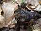 Csíkos pohárgomba (Cyathus striatus), Mátra